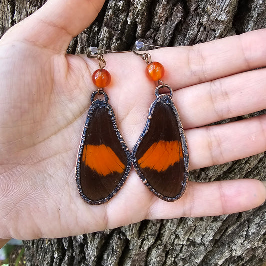 Real Butterfly Wing Earrings #5