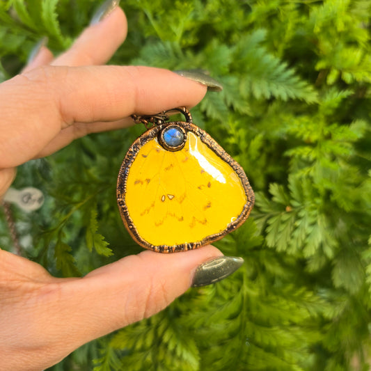 Real Butterfly wings Necklace