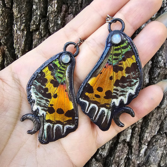 Real Butterfly Wing Earrings #4