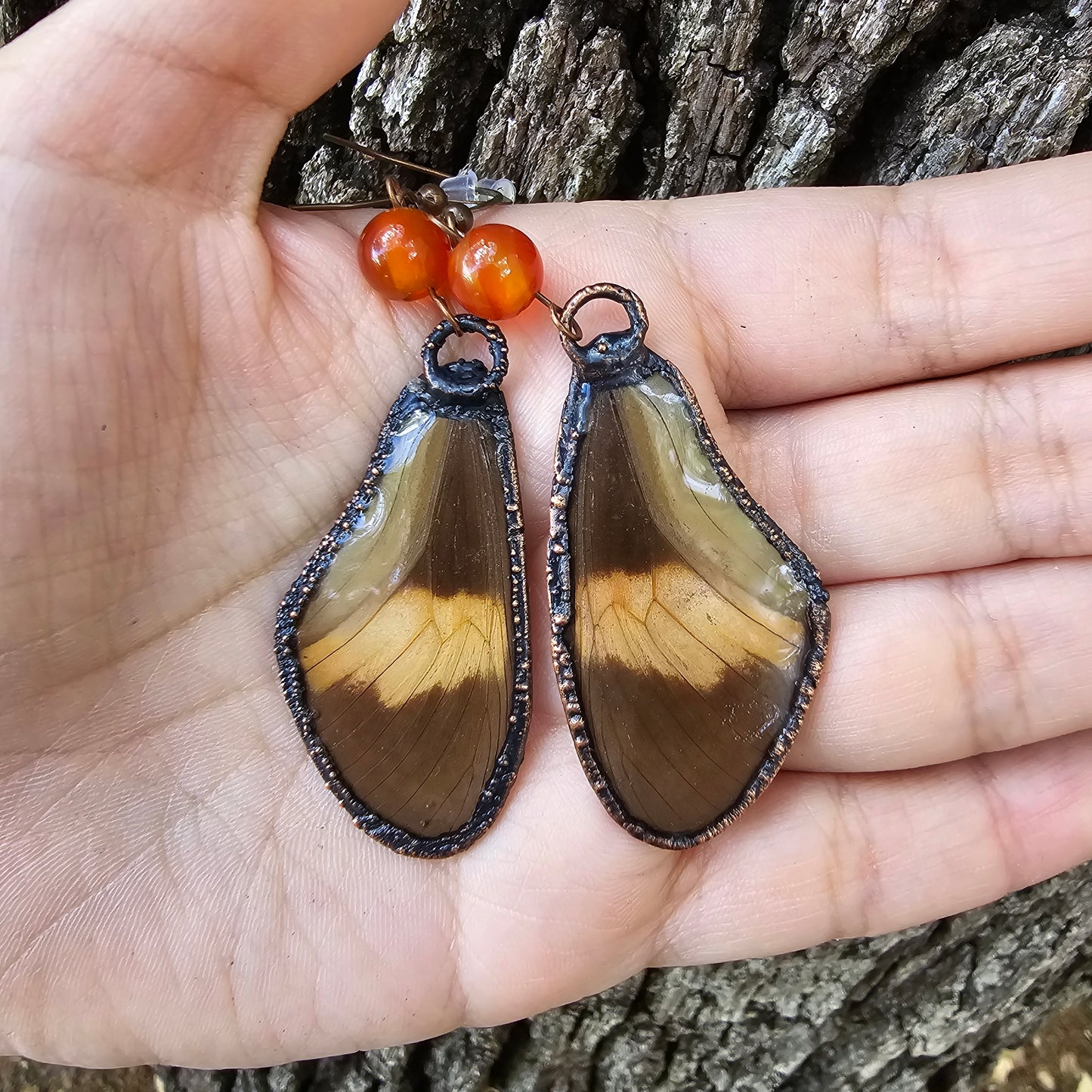 Real Butterfly Wing Earrings #5