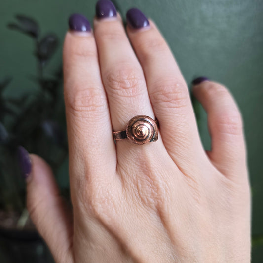 REAL Snail Shell Ring